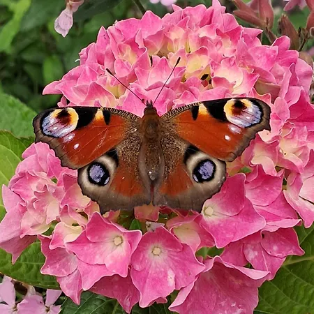 Borgwall - 50 Meter Vom Krakow am See